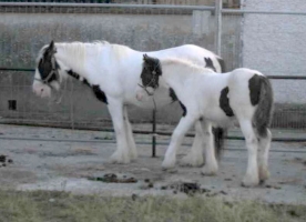 Tinker-Pony von um die 135 cm Stckm. in Ballinasloe, Irland, 2000.