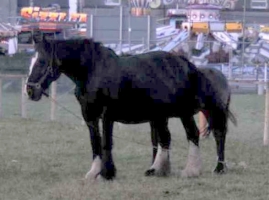 Leider auf dem Foto nicht gut zu erkennen: Dieses Pferd war einfach gro! Das im Hintergrund ist kein Fohlen, sondern ein Connemara von ca. 145 cm Stckm. Ballinasloe, Irland, 2000.