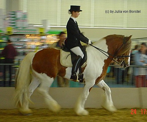 Guinness auf der Hansepferd