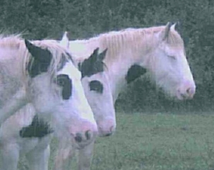 Beide Fotos zeigen Jungpferde in Südwestirland, 2000.
