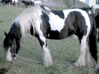 Ballinasloe, Sdwestirland, 2000.