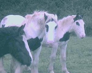 Beide Fotos zeigen Jungpferde in Sdwestirland, 2000.